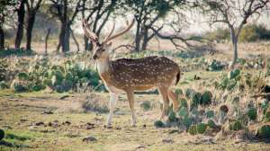 HC Exotic Hunt 2016 HC Exotic Hunt 2016 0047