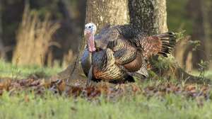 Eastern turkey Photo by Arkansas Game and Fish Division