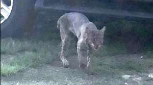Rabid Georgia Bobcat Photo by De De Phillips via Online Athens dot com