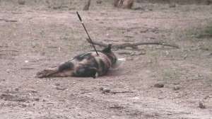 Air Bolt on Pigs prostrate porker