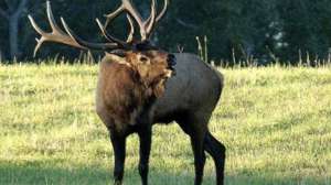 Elk Photo RMEF