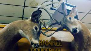 Screen Shot 2018 05 30 at 2 51 21 PM e1527776984987