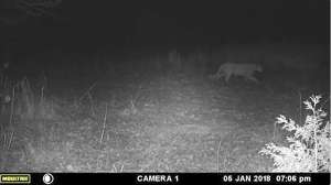 Arkansas Mountain Lion sighting