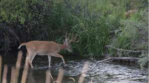 Screen Shot 2018 05 17 at 4 35 40 PM