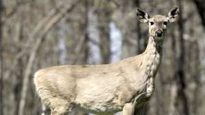 Arkansas deer CWD 181004 112032