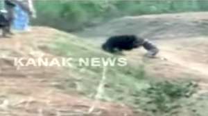 Bear mauling guy wanting selfie