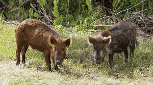 Feral Hogs Photo by NASA Wikipedia Commons