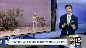 Coyote attacks in Phoenix hood