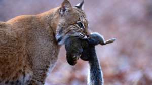 Ralph Hensley preview