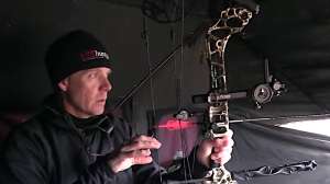 Decoying 50 wild turkeys