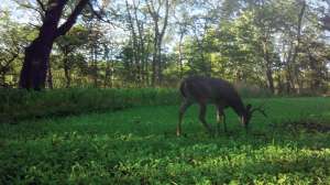 Art Helin Outdoors Consulting buck on food plot copyright Mark Kayser