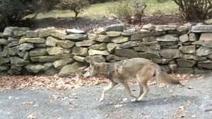 Rabid coyote in Yonkers New York Photo Yonkers Police Department