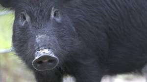 Arkansas Hog Removal 1 Photo by AGFC