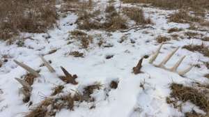 Shed Hunting 2 e1456418546482