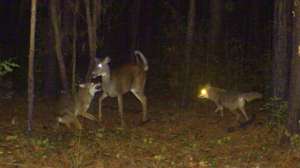 Georgia Coyote Challenge