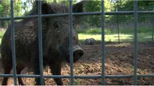 Feral hog in pen