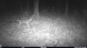 Coyotes three in woods