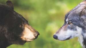 Wolf vs bear