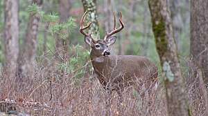 Mississippi whitetail deer CWD