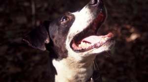 Jim Rhea s Limbgripper Ranger treeing feist 002 e1494355443232