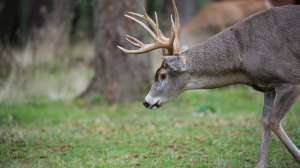 Whitetail00644 1