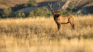 John hafner archive 30655