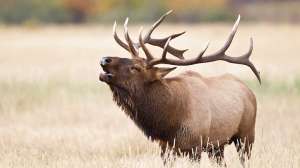 I Stock 18070259 XLARGE