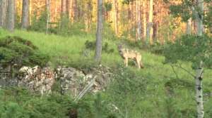 Screen Shot 2015 08 21 at 11 40 04 AM