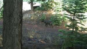 California DFW Trail Cam