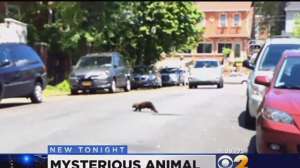 NY Mystery Animal Screen Shot 2014 06 27 at 1021