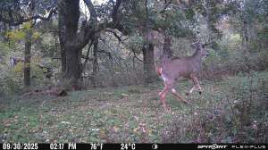 Spypoint capture movement