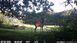 Spypoint photo quality