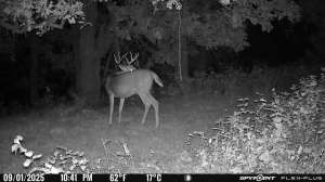SD buck shedding velvet