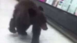 Bear cub ashland CREDIT Robin Bishop 181010 154658