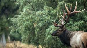 3 Overlooked Tips Elk beauty