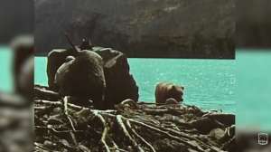 Fred Bear Kodiak lead pic