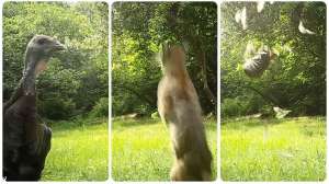 Collage bobcat knocks wild turkey from sky