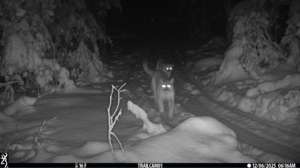 What Happened to the Michigan Mountain Lion Cubs