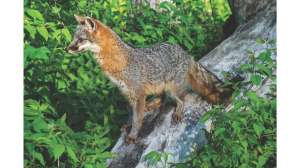 Latest News in the Predator World