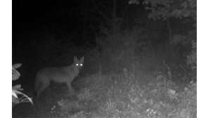 Lead Dog State Of Predator Hunting