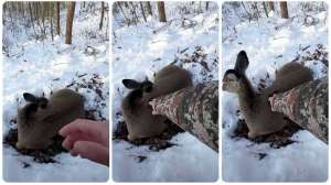Collage bedded doe