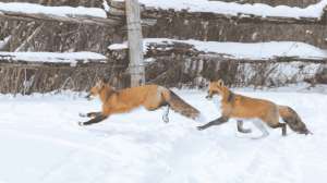 Inside the Den Surviving the Dive