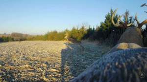 Jay Gregory buck decoy video