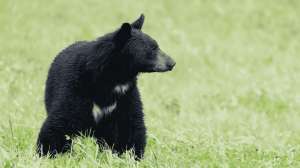 West Virgina Bear Hunters Increase Success During Firearms Season