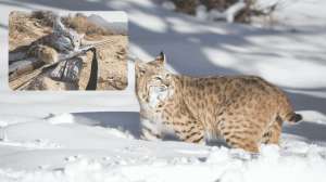 Daytime Bobcats 4