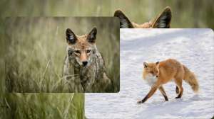 Fox Vs Coyote A Losing Proposition 2