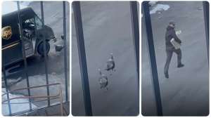 UPS driver collage turkeys