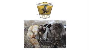 GFP Commission Modifies Bounty Program Focuses on Youth Trapping and Coyote Removal