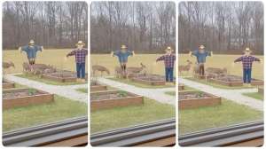 Scarecrow collage with deer