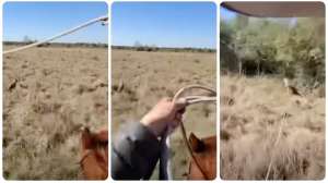 Coyote roping